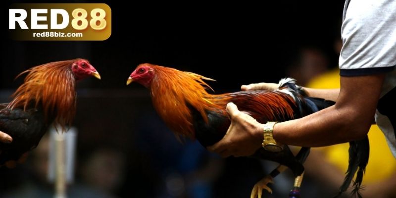 Tổng hợp 3 lưu ý khi chơi đá gà cựa dao online