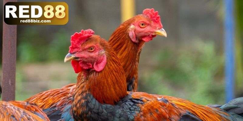 3 tiêu chí để chọn chiến kê đá gà cựa dao