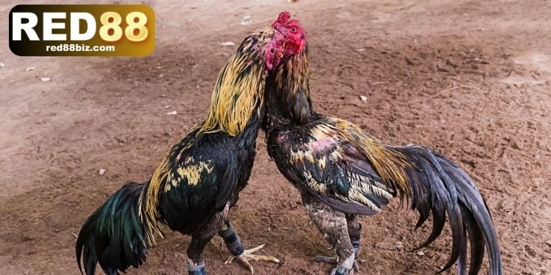 Hướng dẫn tham gia cá cược trong 3 bước đá gà cựa dao