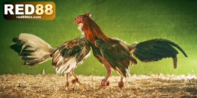 Đá gà đòn là hình thức cược gà ăn khách