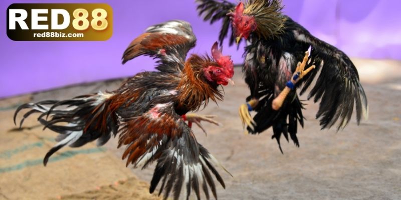 Đấu gà đòn có nguồn gốc lâu đời tại nước ta