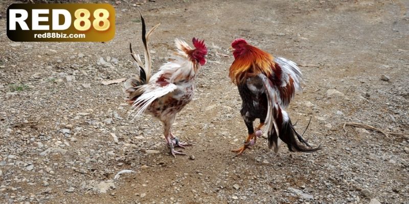 3 điểm đặc biệt của gà đá đòn