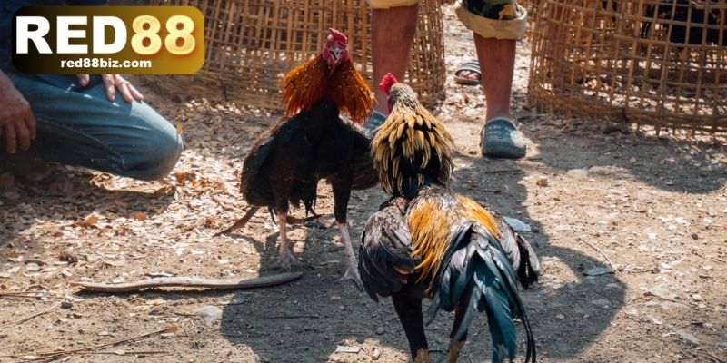 Thể lệ tổ chức đá gà đòn chi tiết từ quy tắc cơ bản